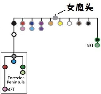 不同颜色的小圆圈代表不同的癌症亚型，纵向表示袋獾癌症演化的传承，比如最左边的“黑框系”，黑框黑圈比黑框白圈原始，黑框白又演化出黑框灰、黑框蓝、黑框红、黑框绿，黑框红又演化出黑框粉。