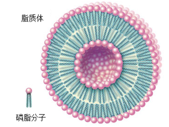 图3. 脂质体结构示意图 。图片来自http://coudremode.com/my-current-fabric-obession