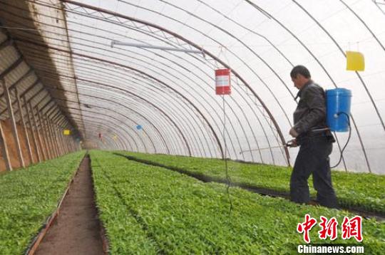 温暖如春的蔬菜大棚内，甘肃最大蔬菜基地的农民正在给育苗喷洒农药。